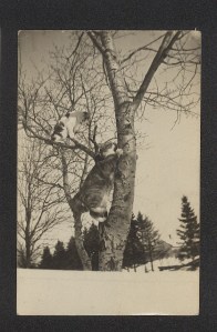 Treed Cats