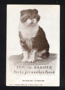 Tom the Bruiser