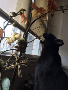 Blackie Eats the Orchid