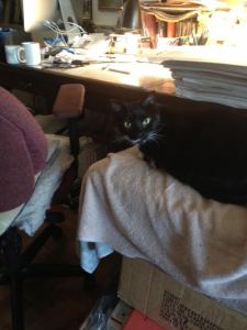 Cookie as the Queen of Everything