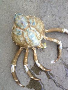 blue spiny spider crab