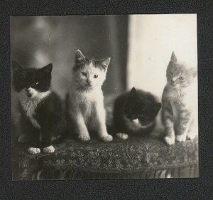 kittens 2