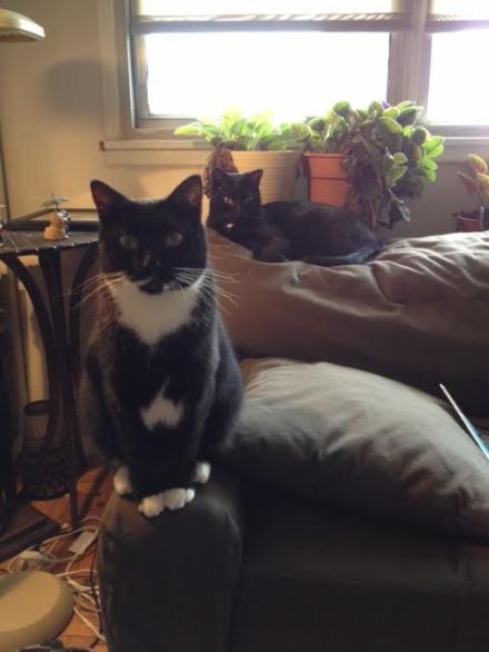 Cookie &amp; Blackie 2015