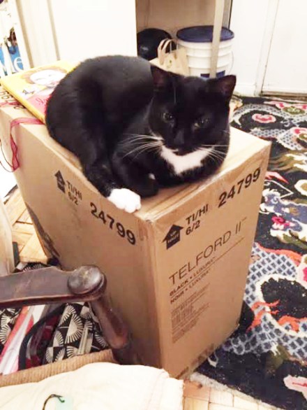 Cookie Finds the Box