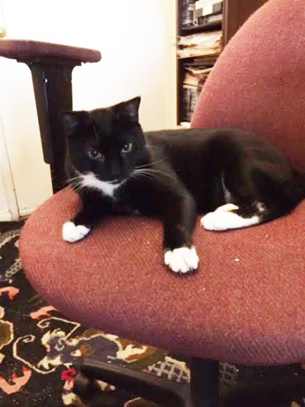 Cookie on the Old Chair