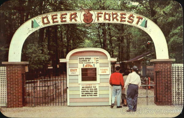 Deer Forest At Paw Paw Lake Coloma