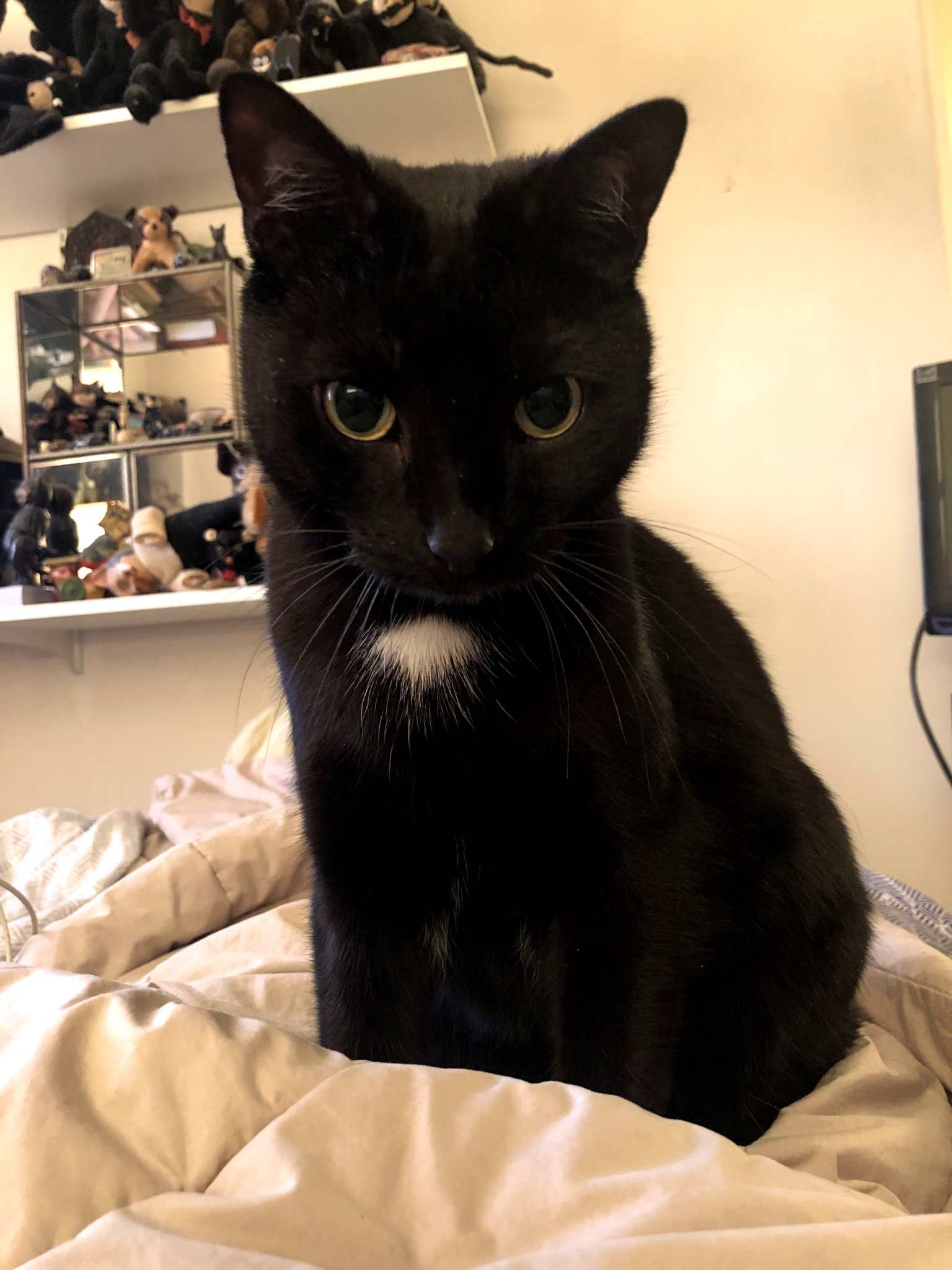 gZZrCOZGTVaO3vnjxhNMlQ